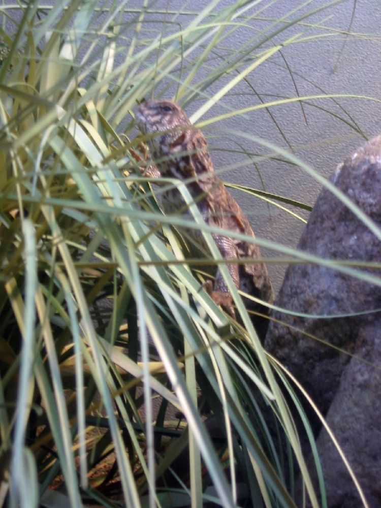 Bronx Zoo ornate uro on grass