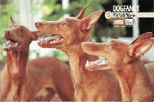 DogFancy