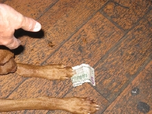 southerndragdollar