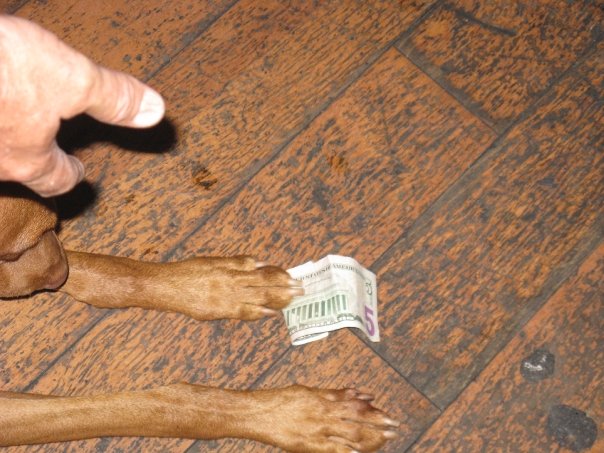 southerndragdollar