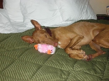IIduckie 2