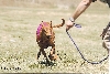 Lasso2