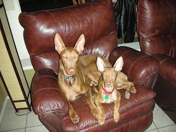 Phorest & Logan
