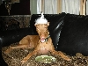 Phorestbday1