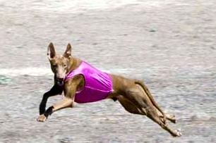 Coursing