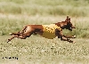 FlyingPhorest