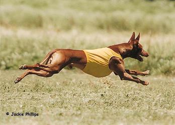 FlyingPhorest