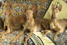 mythreesons