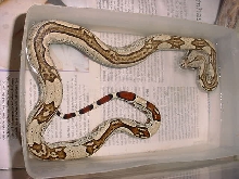 brazilian striped boa?