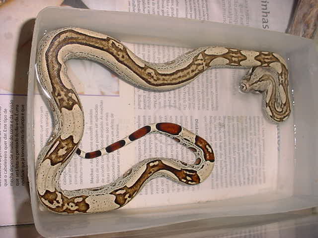 brazilian striped boa?