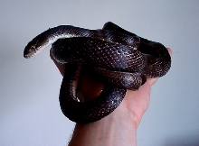 male blackratsnake