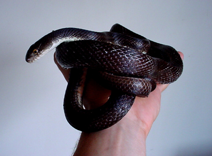 male blackratsnake