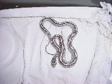 cornsnake