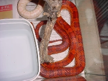 BLOODRED?