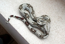 brazilian striped boa?