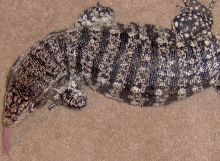 abw female tegu