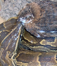 rock python eating