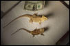 Beardie Pair