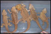 My juvies and adults