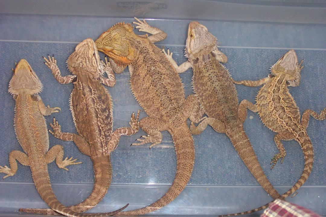 My juvies and adults