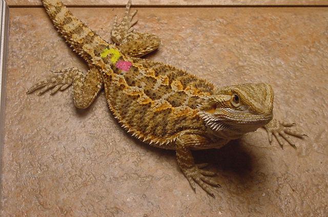 Orange female