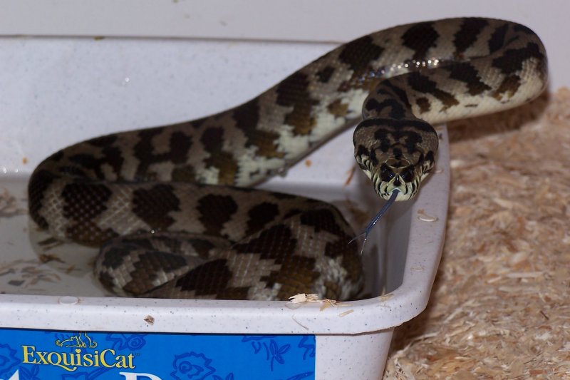 male IJ