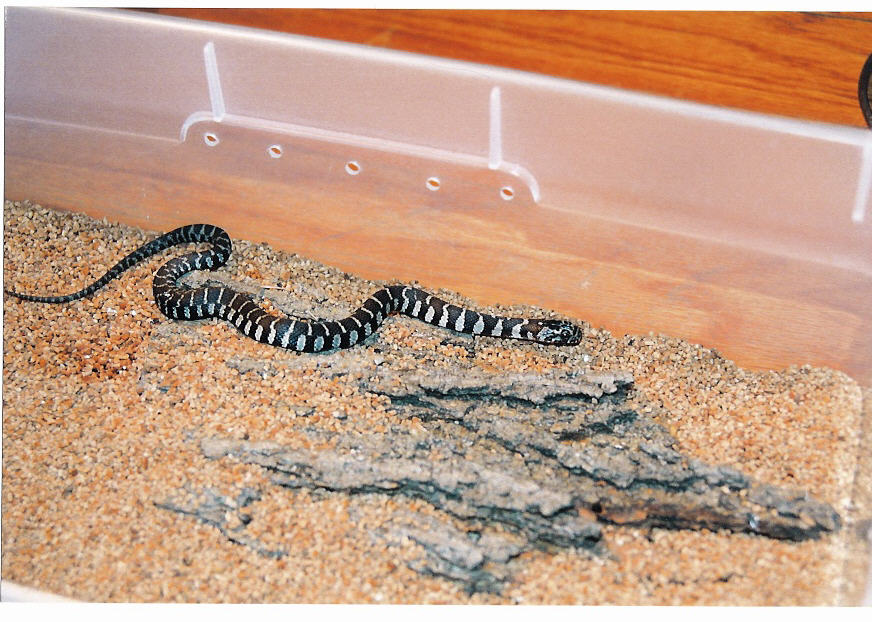 Northern Watersnake