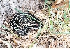 Plains Garter