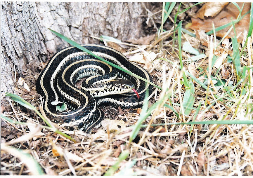 Plains Garter