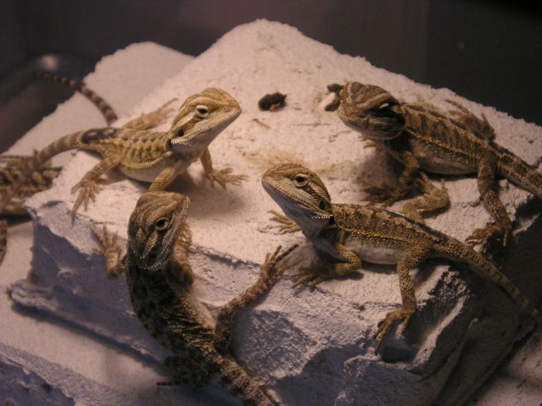 Babies