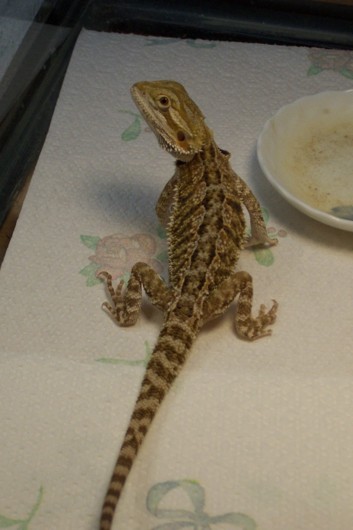 Red sandfire x yellow pastel