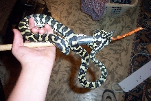 another pic