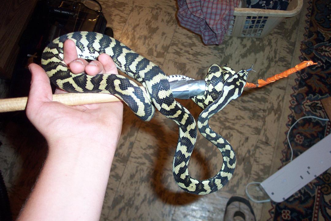 another pic