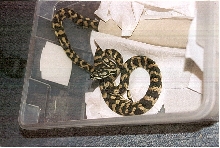 Another pic