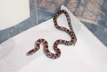 Eastern milksnake