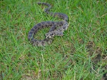 Fox Snake