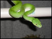 Aru male