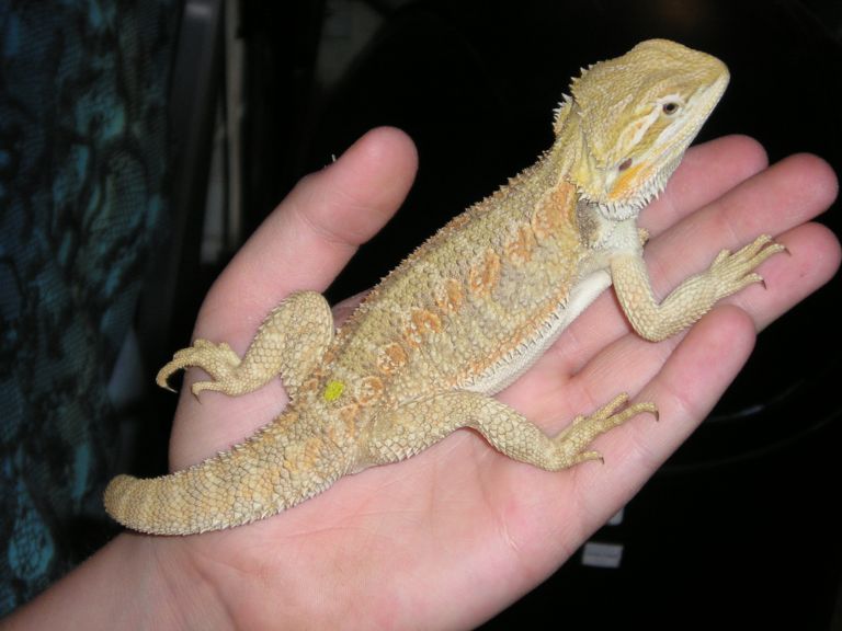 Orange GG
