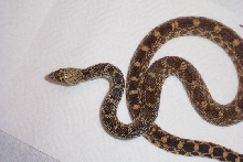 Kankakee male