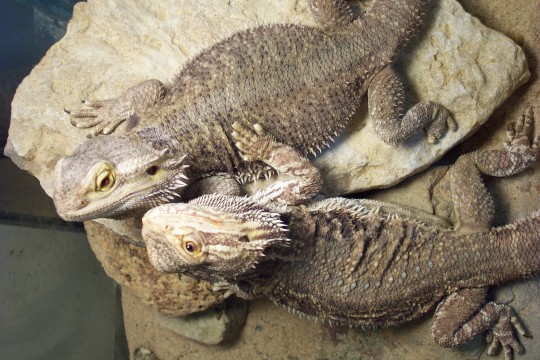Sandfire x gold females