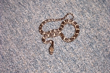 Shelby county rat