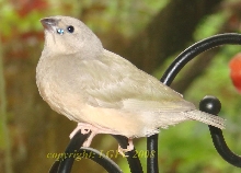 gouldian finch chick