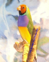 gouldian finch orange headed