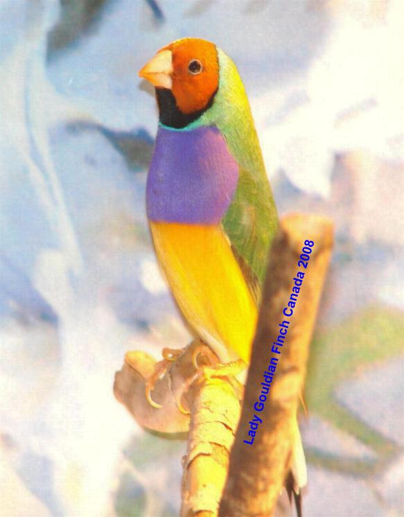 gouldian finch orange headed