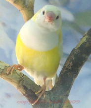 rare Lutino Gouldian Finch
