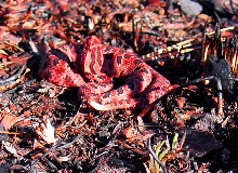 Carolina Pig in February
