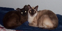 SkuShi & Chris