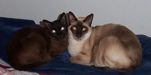 SkuShi & Chris