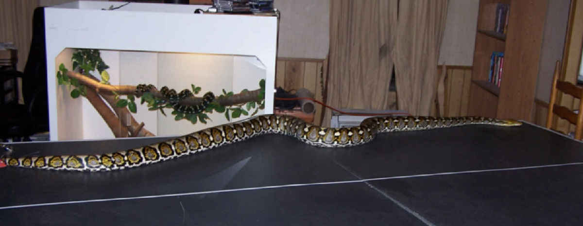 Apophis on Table