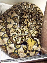 Apophis